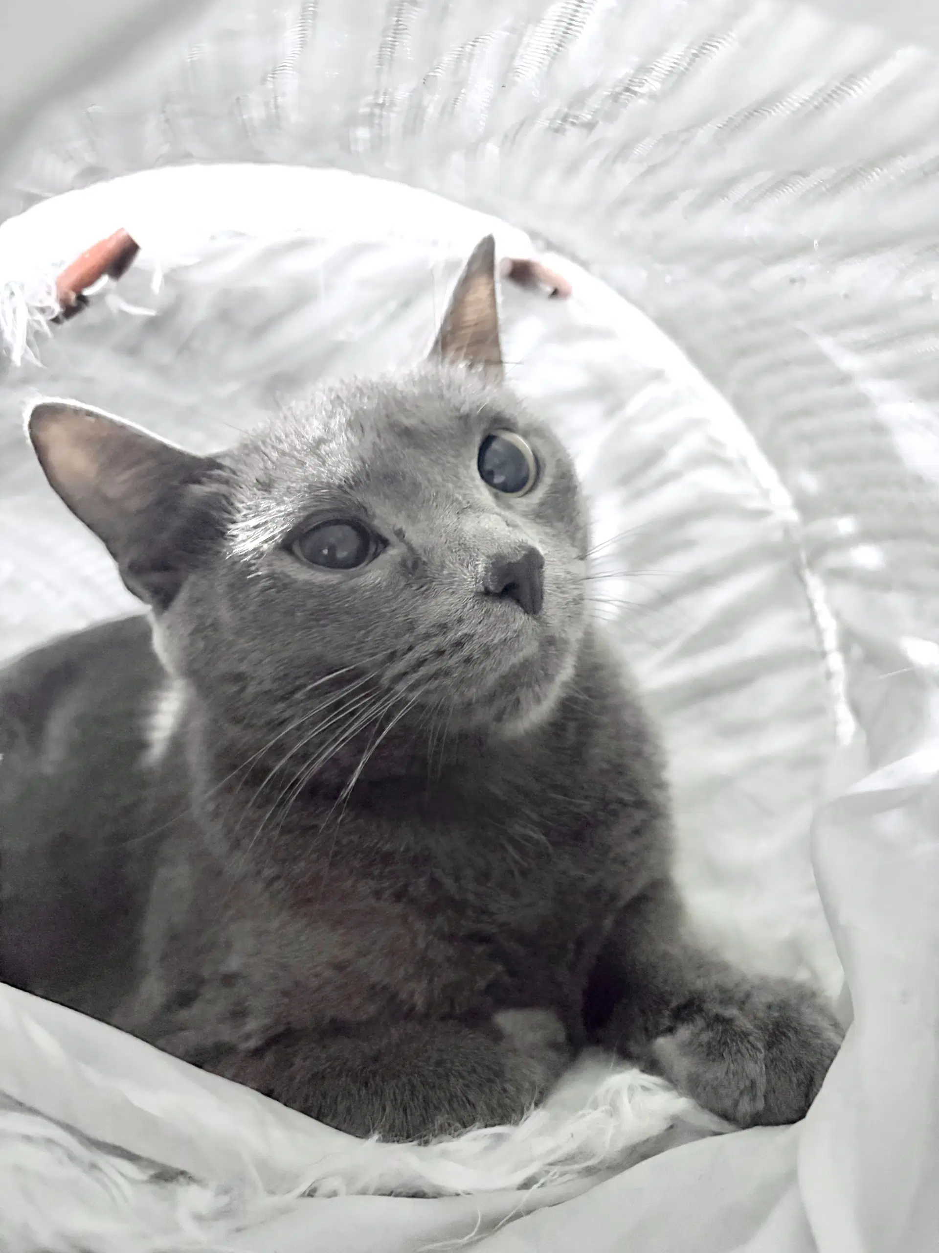 Elsa - Domestic Short Hair