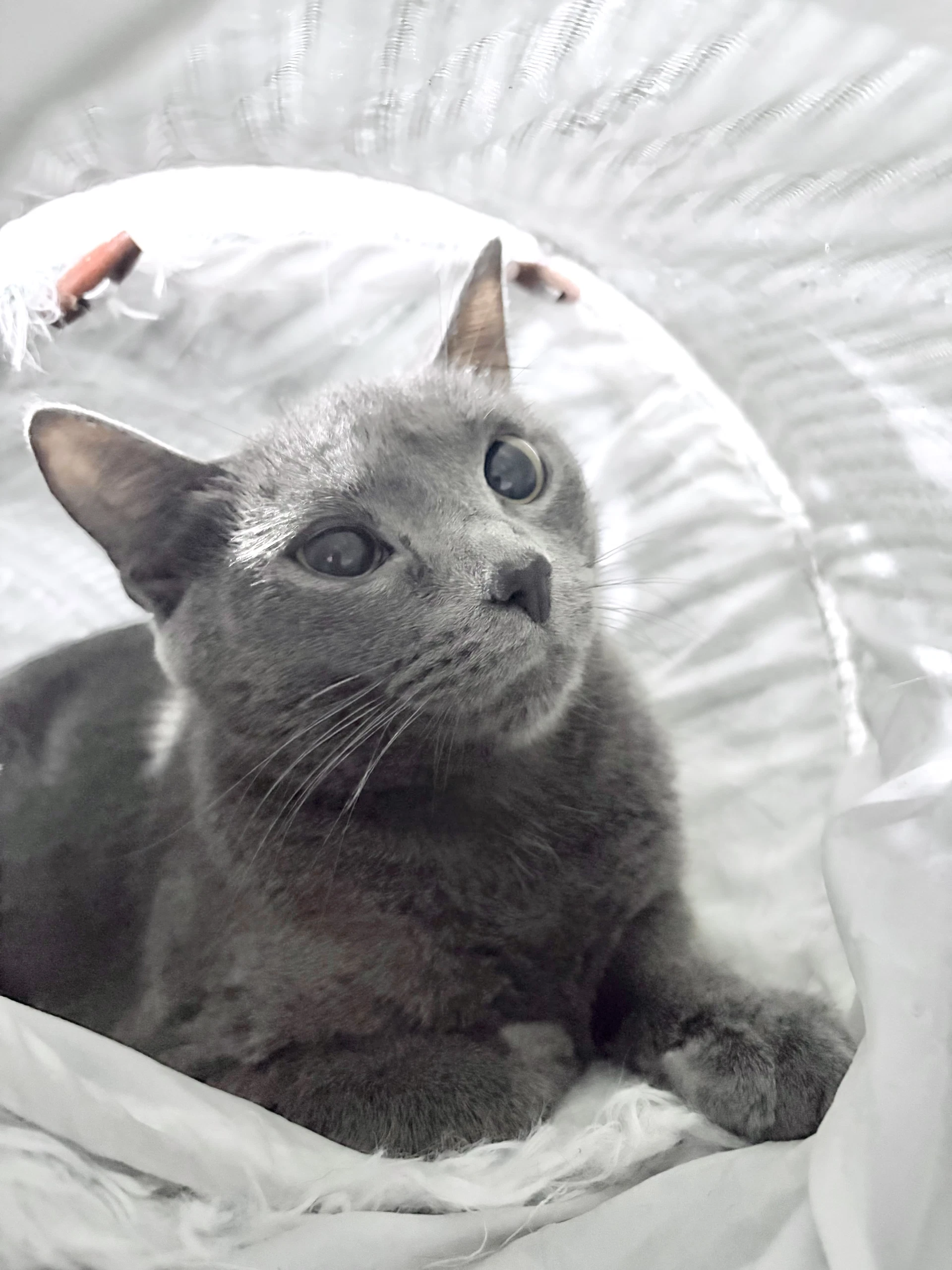 Elsa