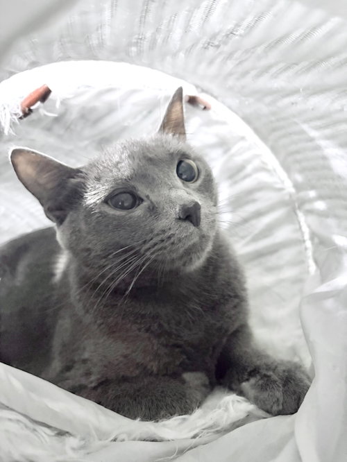 Elsa, a cat for adoption from Castaway Critters, the James A. Hueholt Memorial Foundation