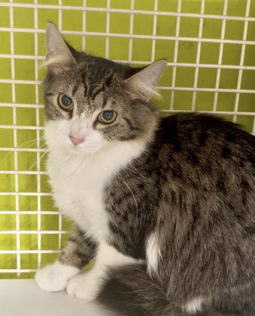 Shiitake- Meet at Petco in High Pointe Commons!, a cat for adoption from Castaway Critters, the James A. Hueholt Memorial Foundation