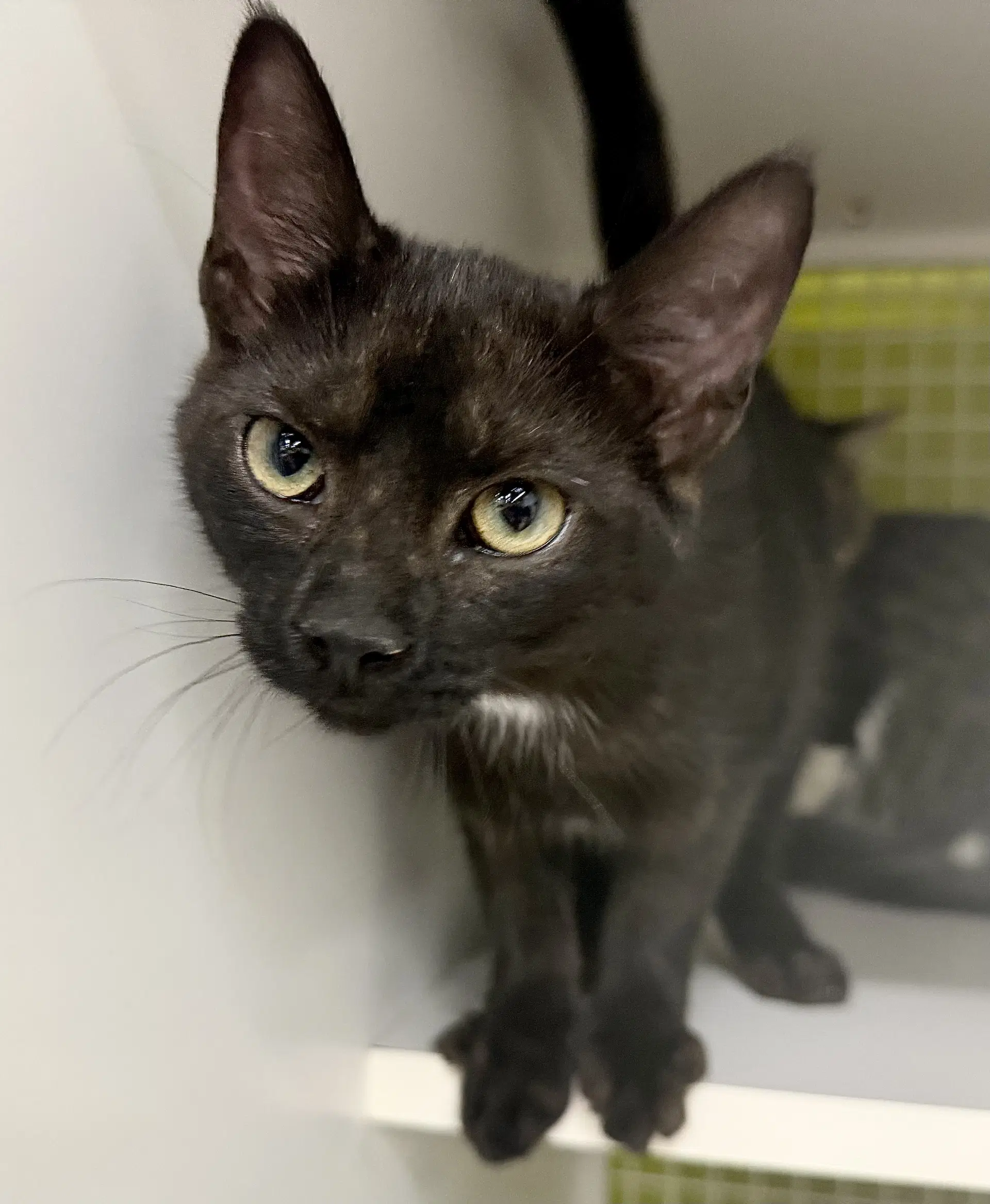 Button - Meet At Petco High Pointe Commons - Domestic Short Hair