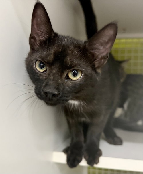 Button - Meet at Petco High Pointe Commons!, a cat for adoption from Castaway Critters, the James A. Hueholt Memorial Foundation