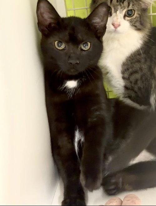 Photo 2 of Button - Meet at Petco High Pointe Commons!