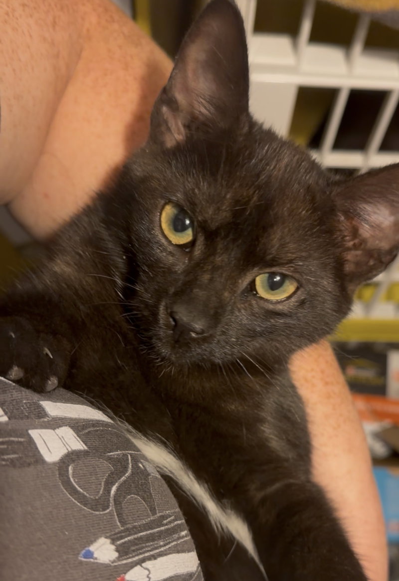 Button, photo 4