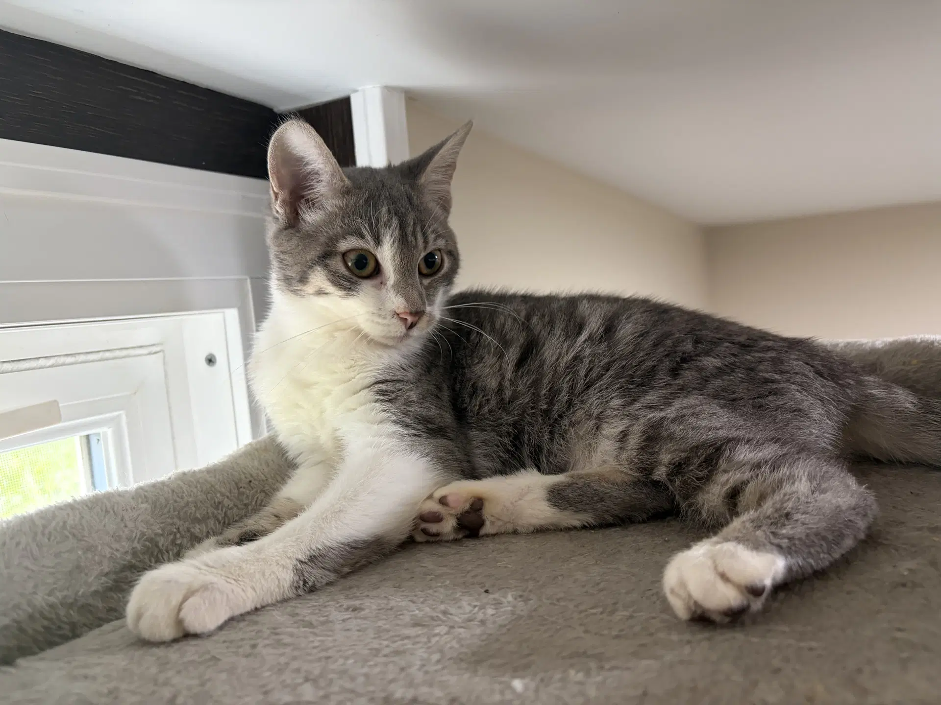 Focaccia- Meet At Petco At High Pointe Commons - Domestic Short Hair