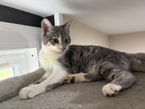 Focaccia- Meet at Petco at High Pointe Commons!, a cat for adoption from Castaway Critters, the James A. Hueholt Memorial Foundation