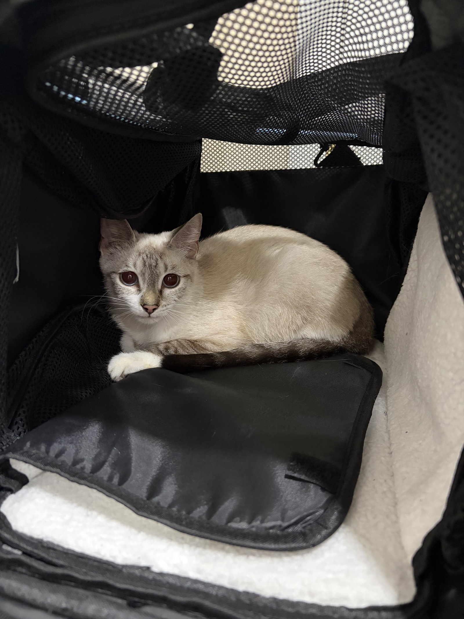 Cinderella, Siamese