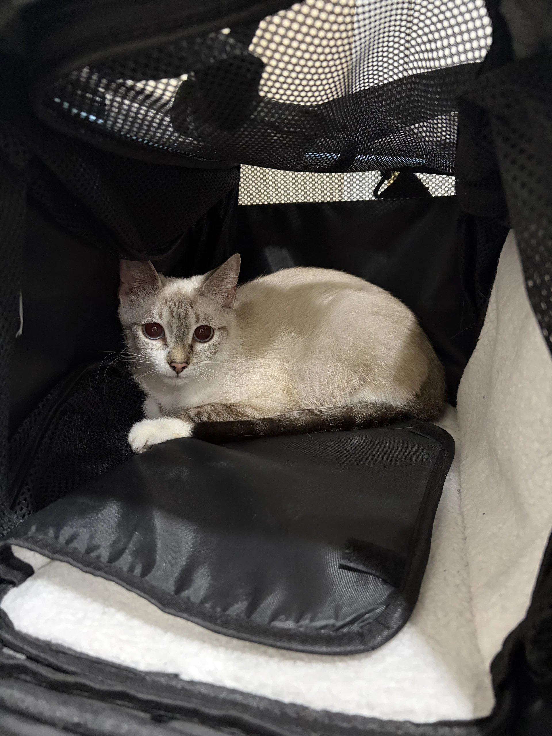 Cinderella- Meet At Petco In High Pointe Commons