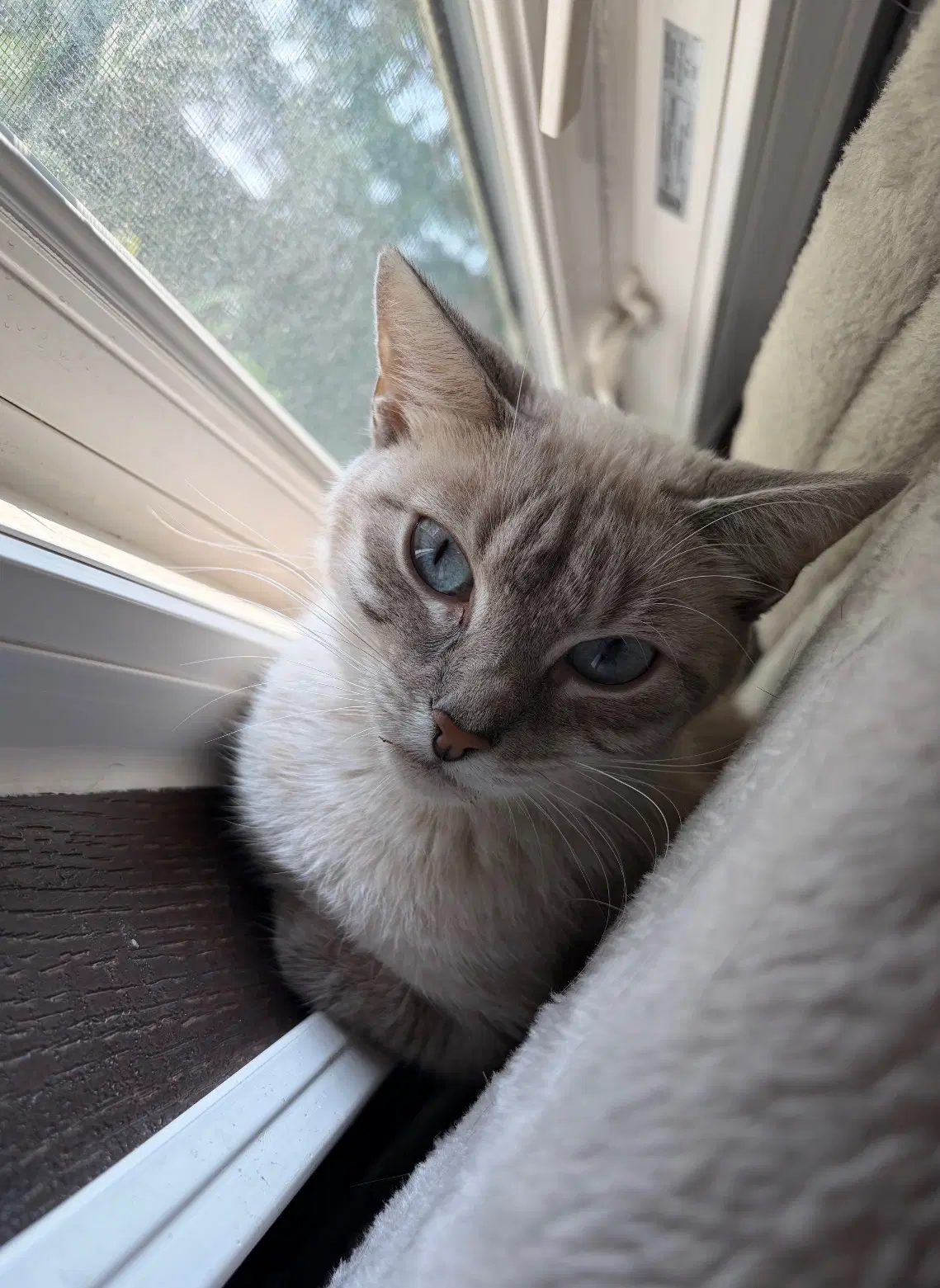 Olive - Siamese