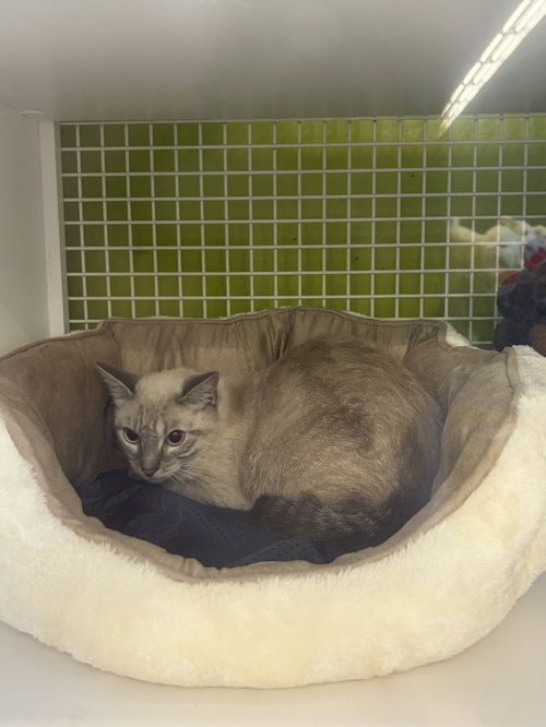 Photo 2 of Olive- Meet at Petco at High Pointe Commons!