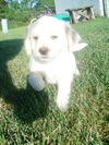 Tanner