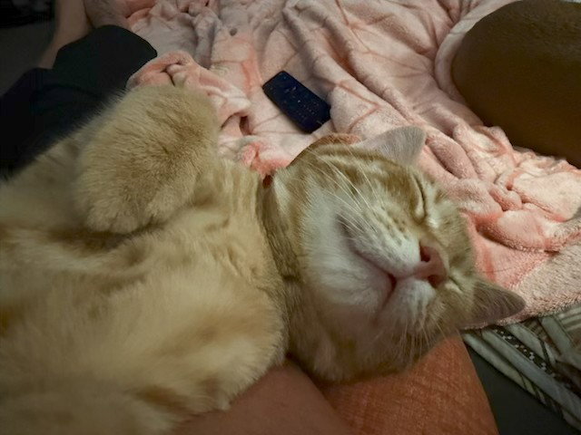 Colby, Domestic Short Hair