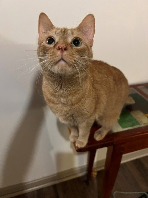 Moogi "Mo", Domestic Short Hair