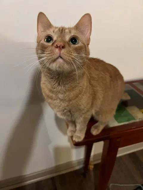Moogi Mo - Domestic Short Hair