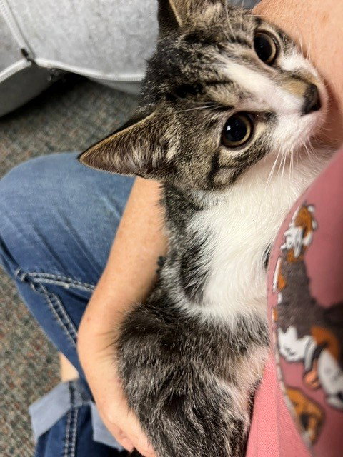 Tequila, a cat for adoption from Castaway Critters, the James A. Hueholt Memorial Foundation