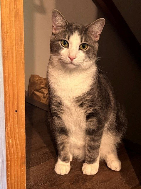 Lucky, Domestic Medium Hair