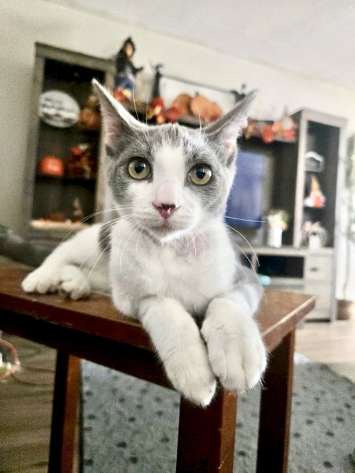 Stewart, a cat for adoption from Castaway Critters, the James A. Hueholt Memorial Foundation