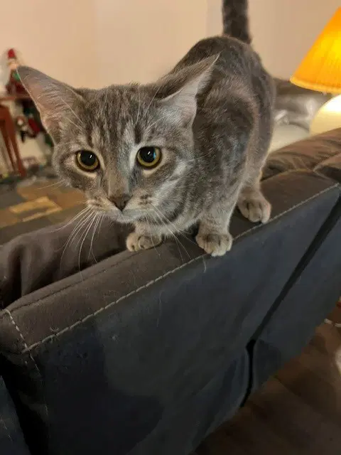 French Fry Or Fry - Domestic Short Hair