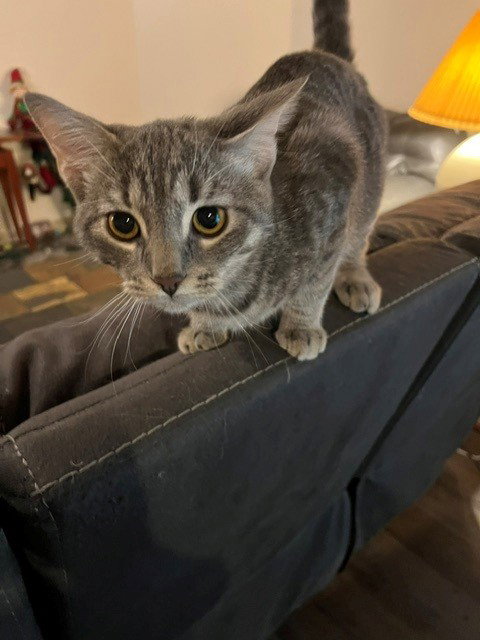 French Fry or "Fry", a cat for adoption from Castaway Critters, the James A. Hueholt Memorial Foundation