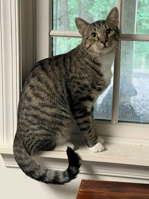 Clancy, a cat for adoption from Castaway Critters, the James A. Hueholt Memorial Foundation