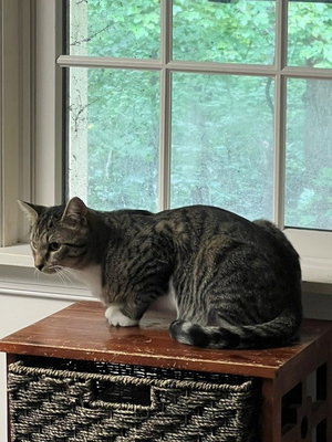 Clancy, photo 2