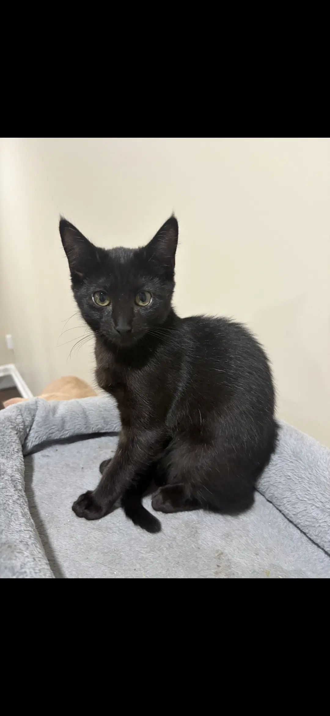 Elfie - Domestic Short Hair