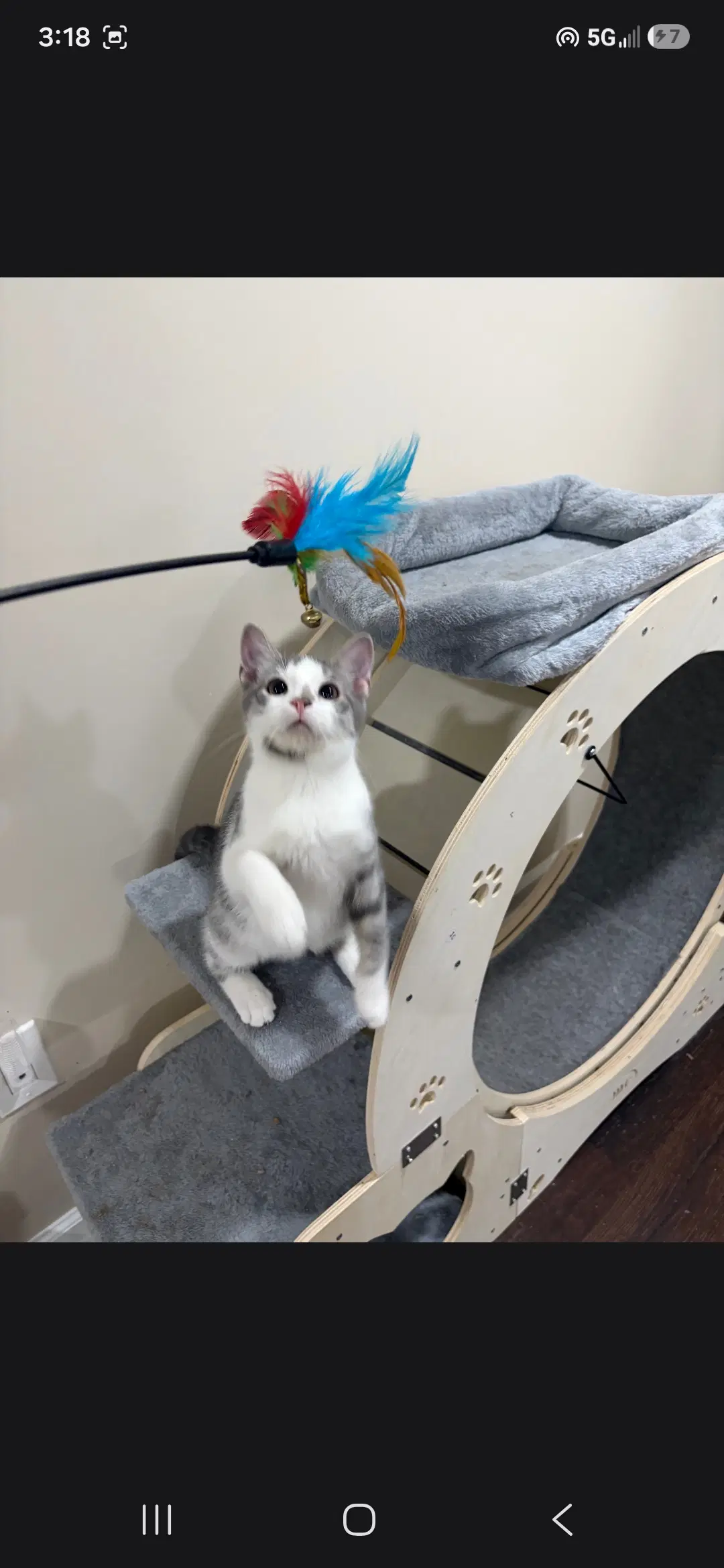 Dorito - Domestic Short Hair