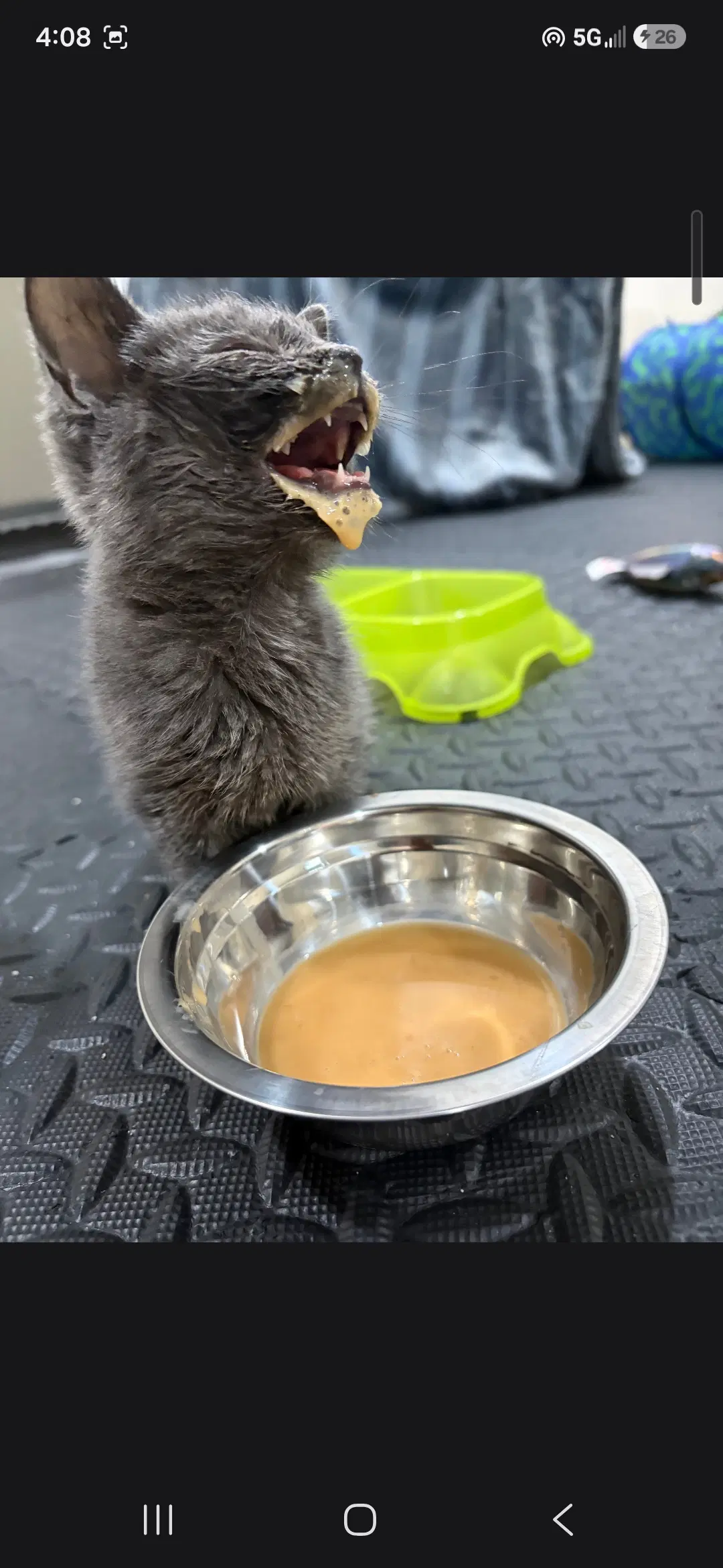 Virginia Slims - Domestic Short Hair