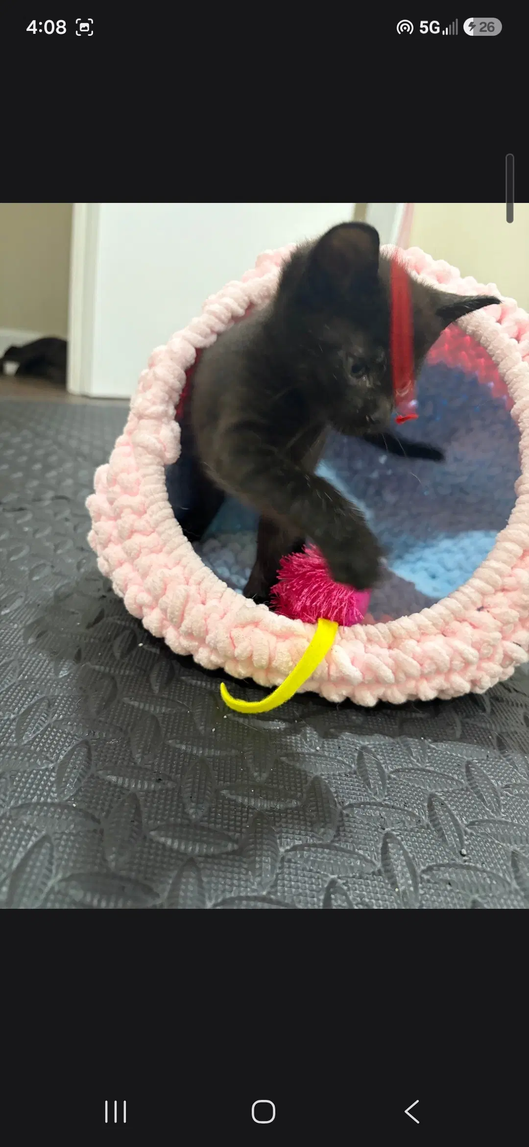Newport - Domestic Short Hair