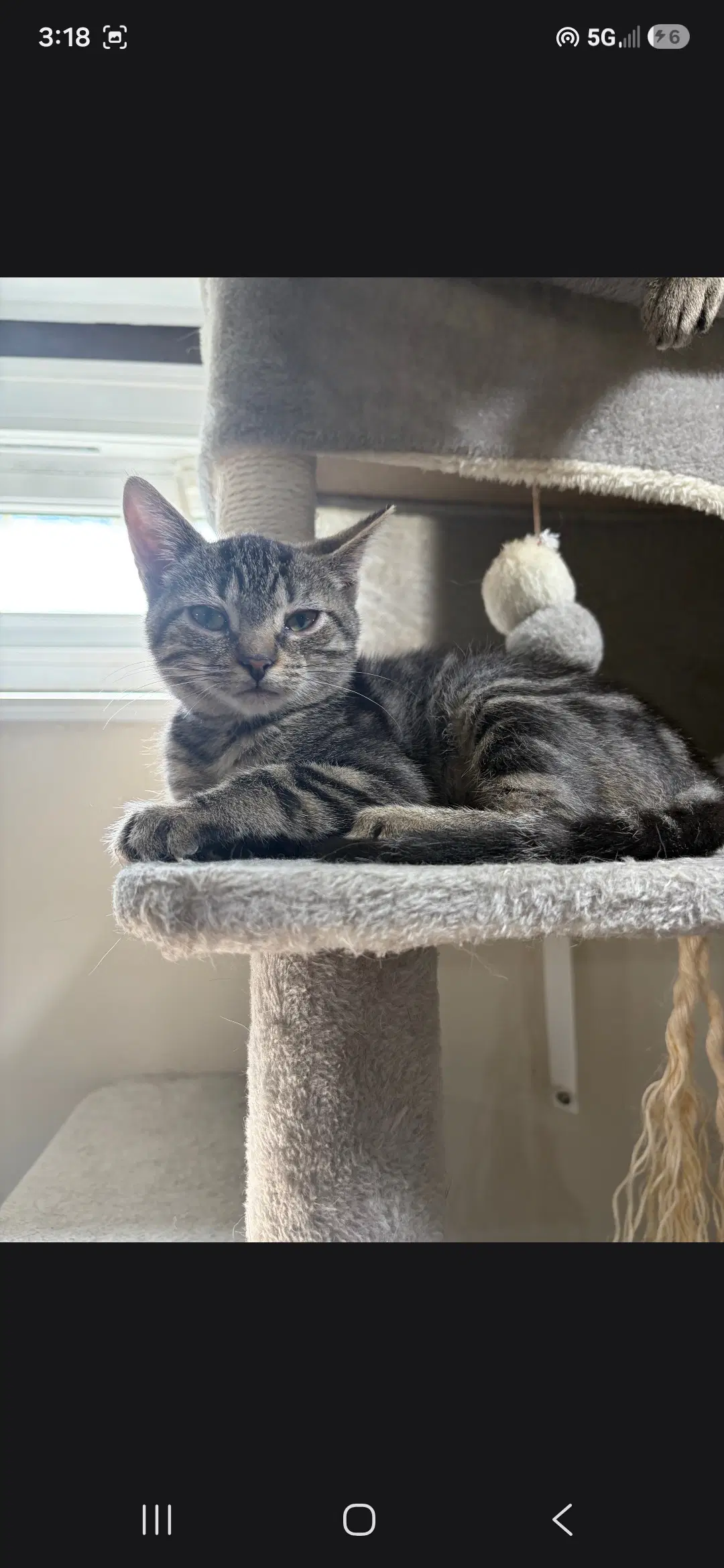 Crouton - Domestic Short Hair