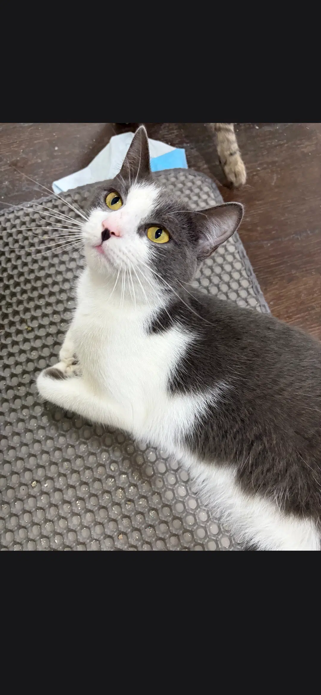 Caprese - Domestic Short Hair