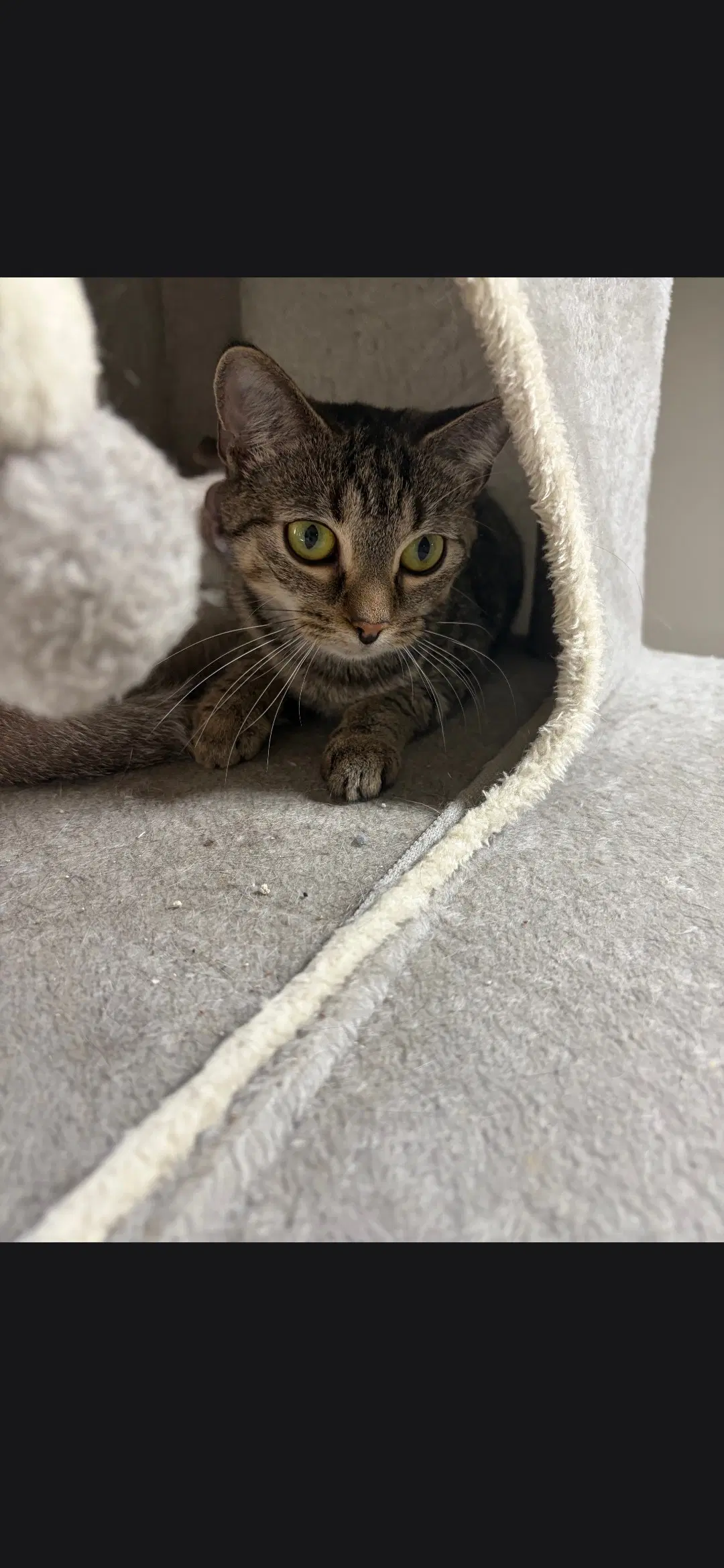 Parmesan - Domestic Short Hair