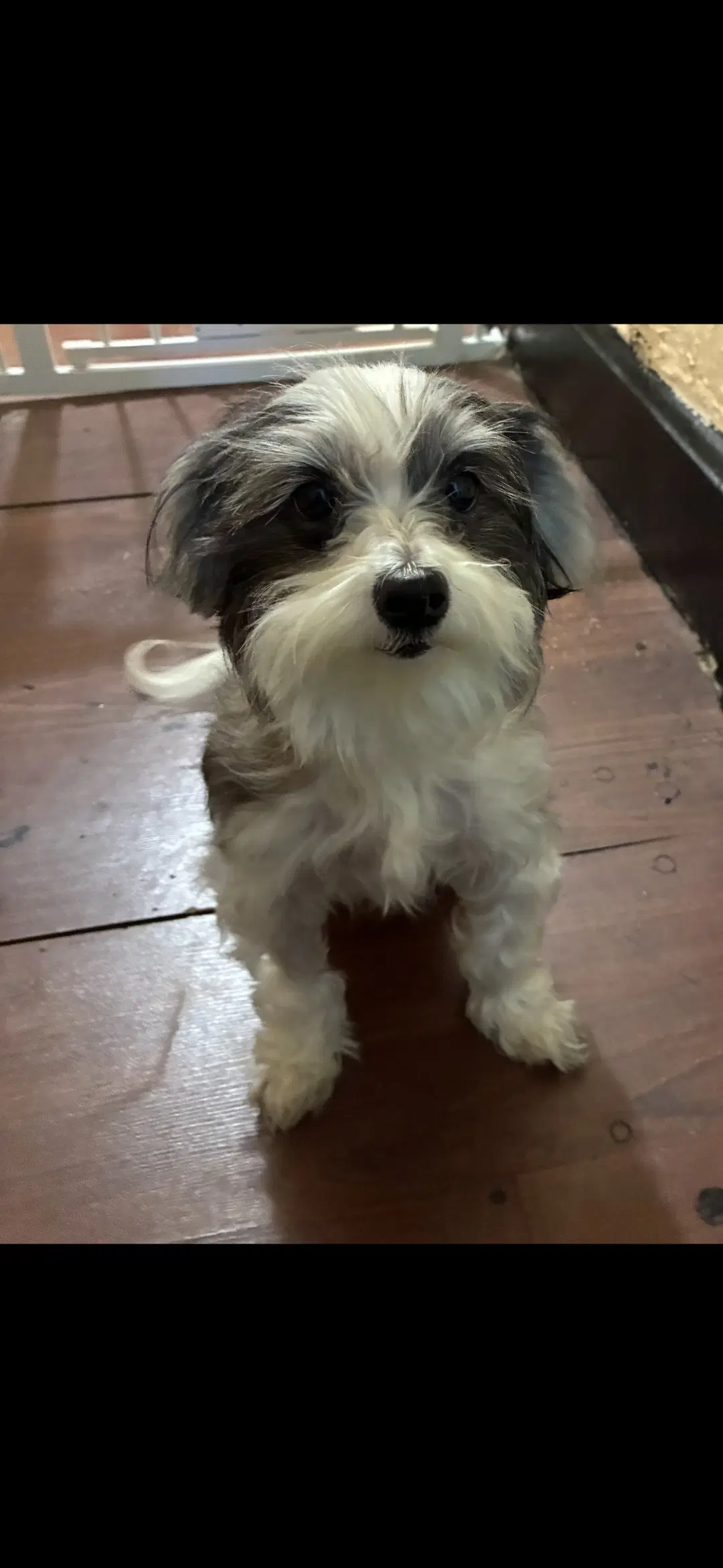 Rosie - Shih Tzu
