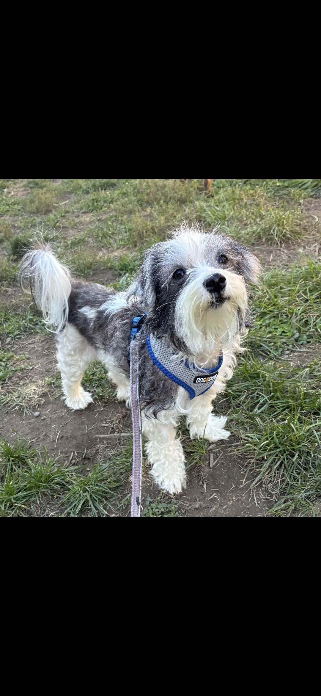 Rosie image 2