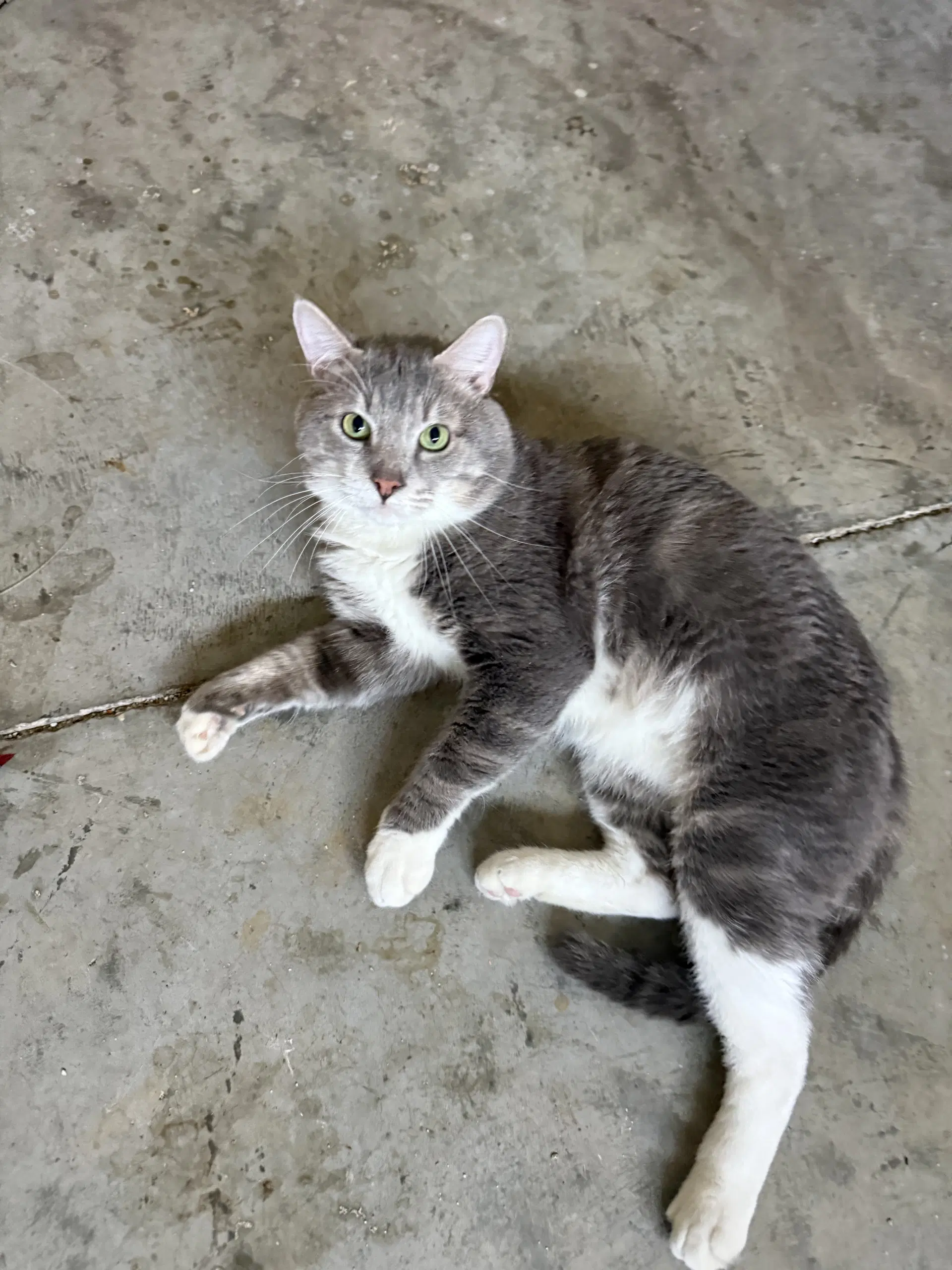 Gordon - Domestic Short Hair