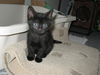 Rosie's Kitten 3