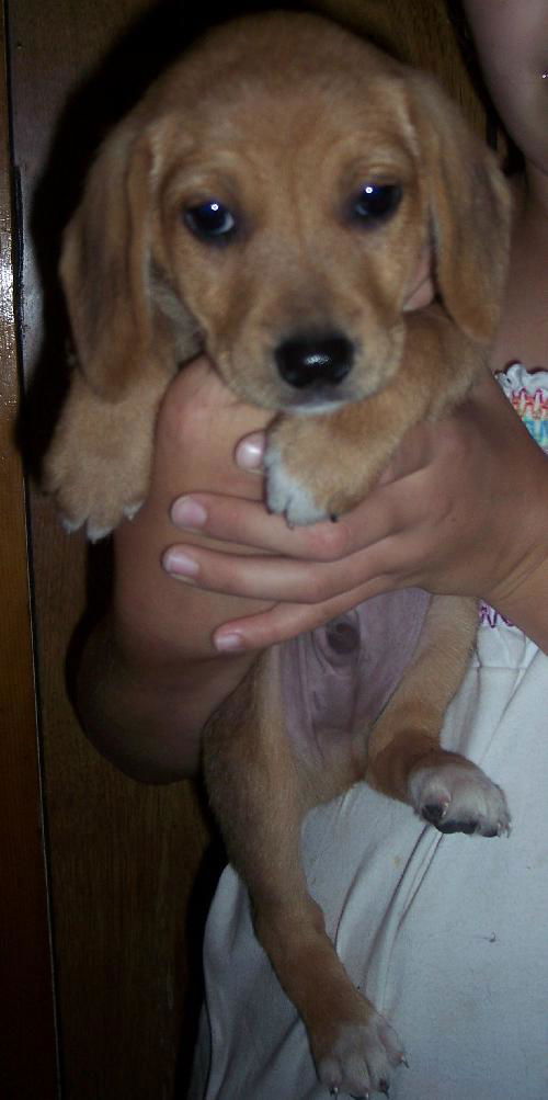 Ziggy