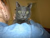 Rajah - Cuddly lap cat!