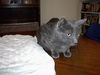Rajah - Cuddly lap cat!