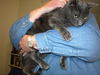 Rajah - Cuddly lap cat!