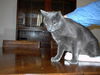 Rajah - Cuddly lap cat!