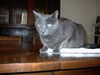 Rajah - Cuddly lap cat!
