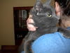Rajah - Cuddly lap cat!