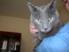 Rajah - Cuddly lap cat!
