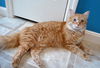 Emily - Affectionate & Playful