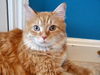 Emily - Affectionate & Playful