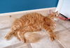 Emily - Affectionate & Playful