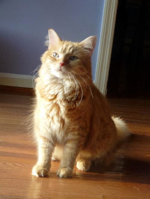 Emily - Affectionate & Playful