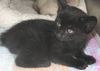 *FRANCIS-Japanese Bobtail Kitten