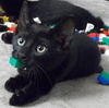*FRANCIS-Japanese Bobtail Kitten